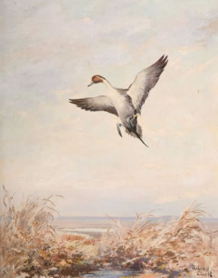 Pintail