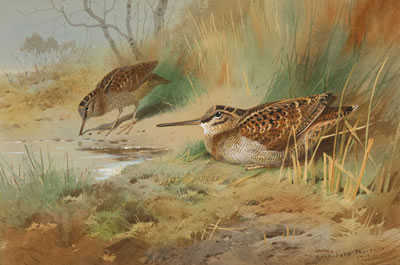 Two Woodcock,1915