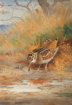 Woodcock Pair,1912