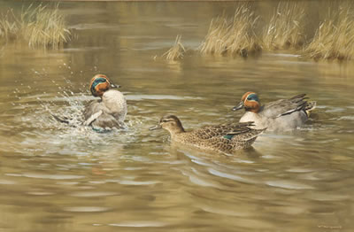 Green-Winged Teal
