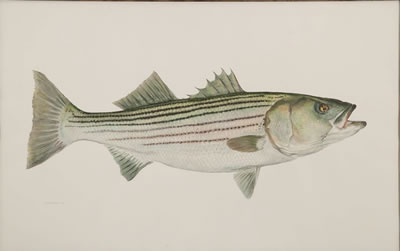 Striped Bass-Together with two color prints after the painting by Flick Ford - Auction record, sale price, and art valuation. Compare with similar artists and explore comparable artworks.