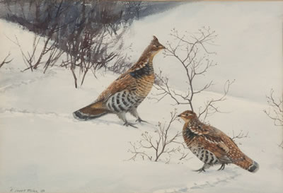 Grouse Budding