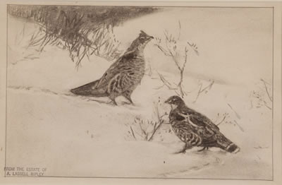 Grouse Budding Study