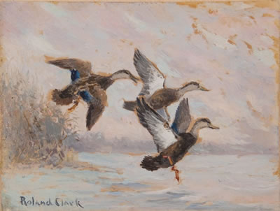 Black Ducks