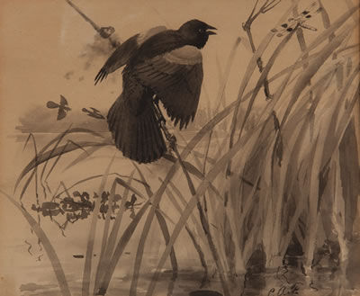 Red-Winged Blackbird and Dragonfly