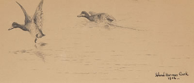 Two Bluebills