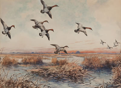 Canvasbacks