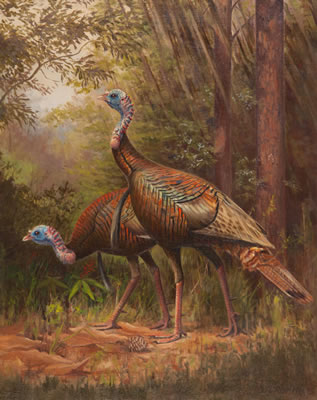 Wild Turkeys