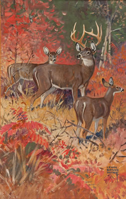 White Tailed Deer