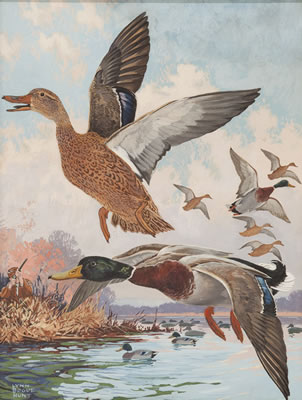 Mallards