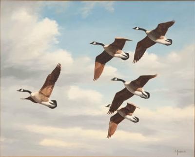 Canada Geese