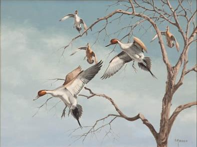Pintails