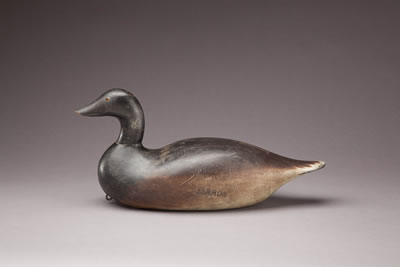 Mallard Drake