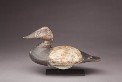 Outstanding Canvasback Drake