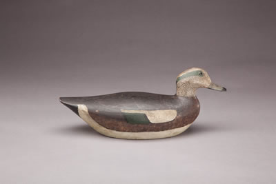 Widgeon Drake