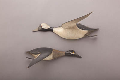 Flying Bufflehead Pair