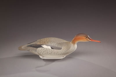 Swimming Merganser