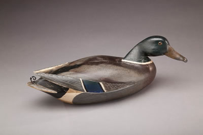 Swimming Mallard Drake