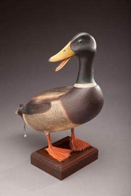 Calling Mallard Drake