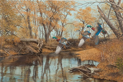 Wood Ducks