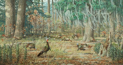 Wild Turkey