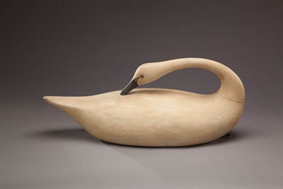 Preening Whistling Swan