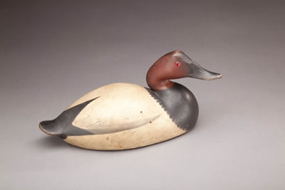 Canvasback Drake
