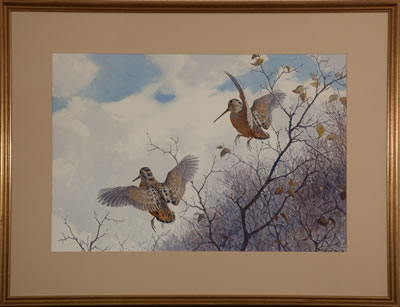 Two Woodcock
