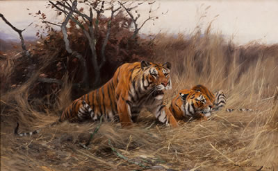 Roused, A Tiger and Tigress