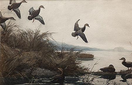 Black Ducks Coming In