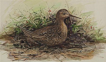 Snipe