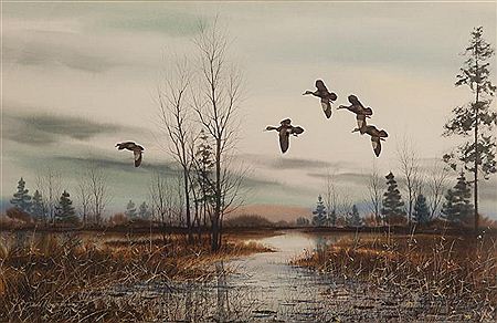 Black Ducks