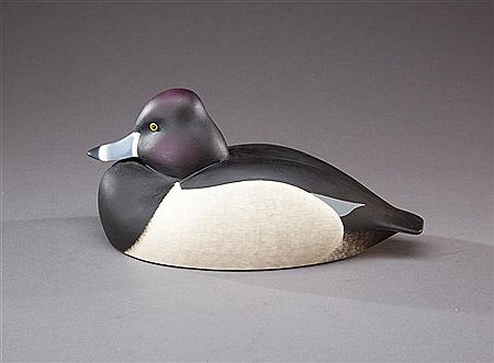 Ring-Necked Drake