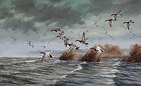 Canvasbacks Coming In