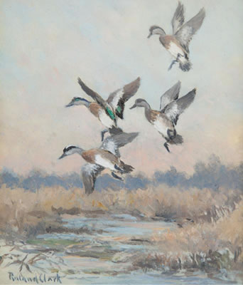 Widgeon