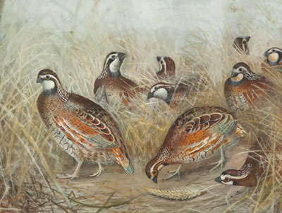 Quail in Wheat