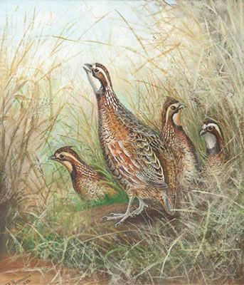 Four Quail