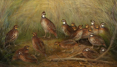 Family of Quail by Gerard Rutgers Hardenbergh - Auction record, sale price, and art valuation. Compare with similar artists and explore comparable artworks.