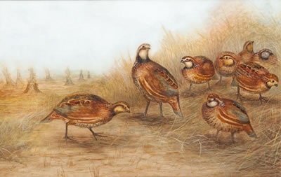 Quail