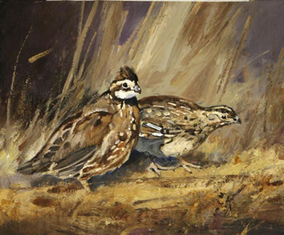 Quail Pair