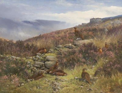 Red Grouse- North Yorkshire Moors