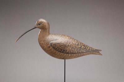 Exceptional Over-Sized Curlew