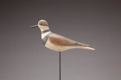 Killdeer