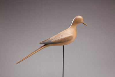 Mourning Dove