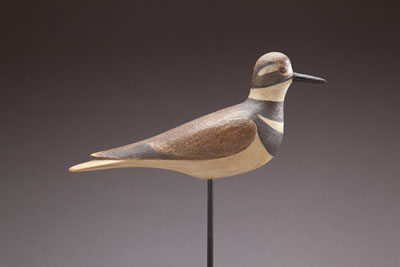 Killdeer