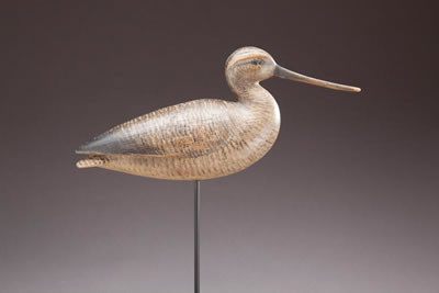 Godwit