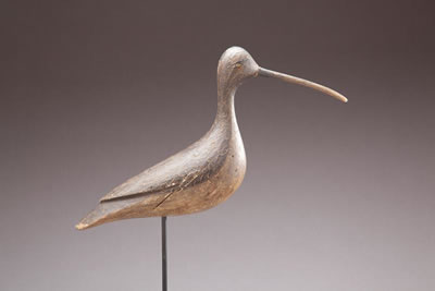 Curlew