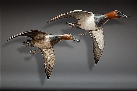 Flying Canvasback Pair