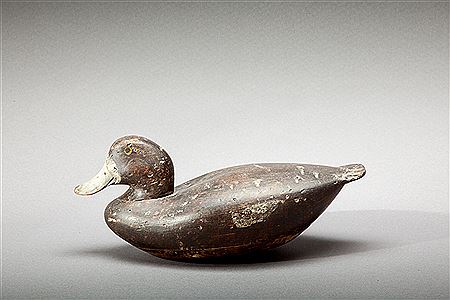 Broadbill Hen