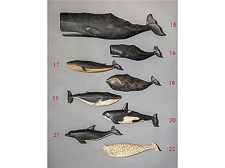 Fin Whale